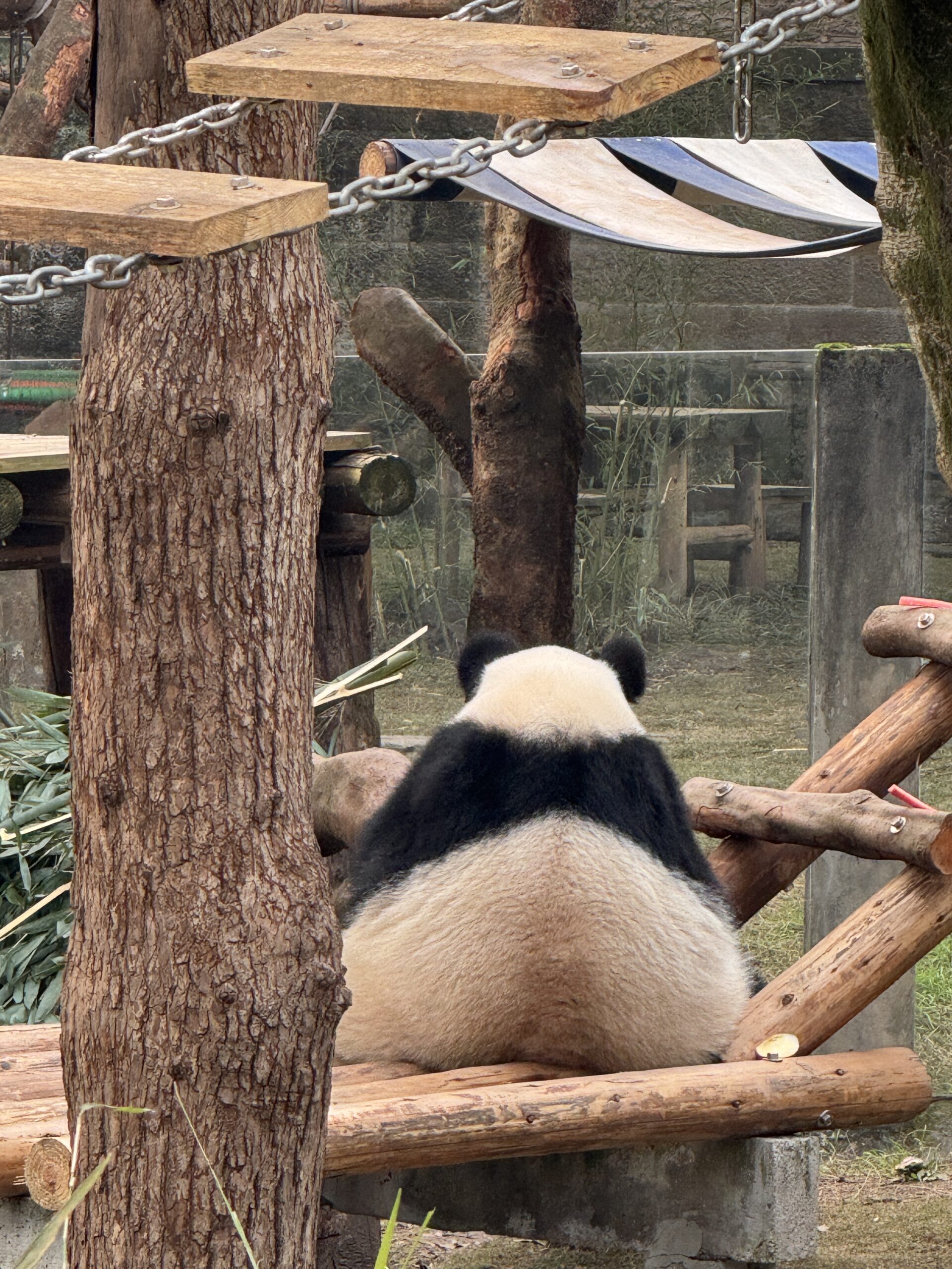 阿尔法欧欧-AlphaOO
