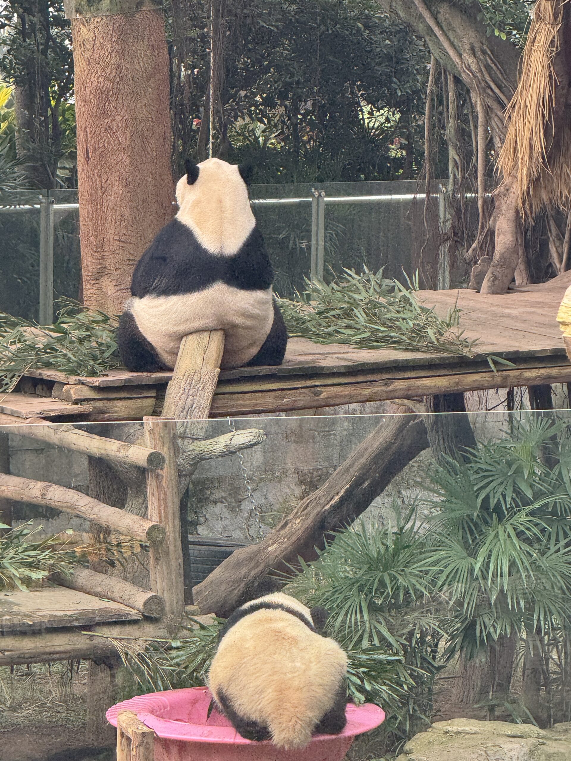 阿尔法欧欧-AlphaOO
