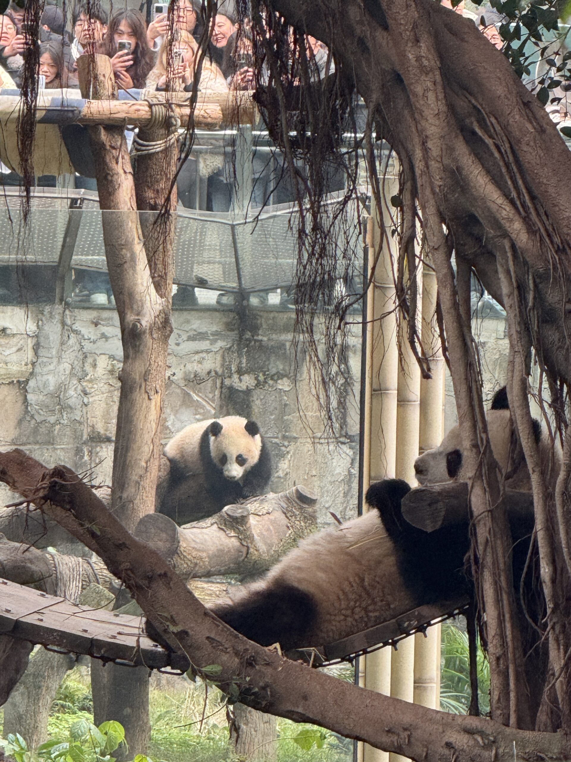 阿尔法欧欧-AlphaOO
