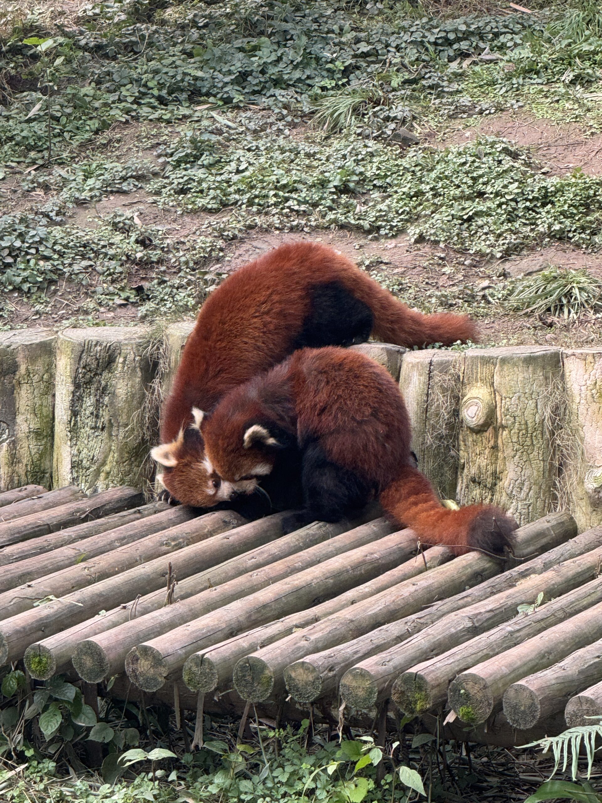 阿尔法欧欧-AlphaOO
